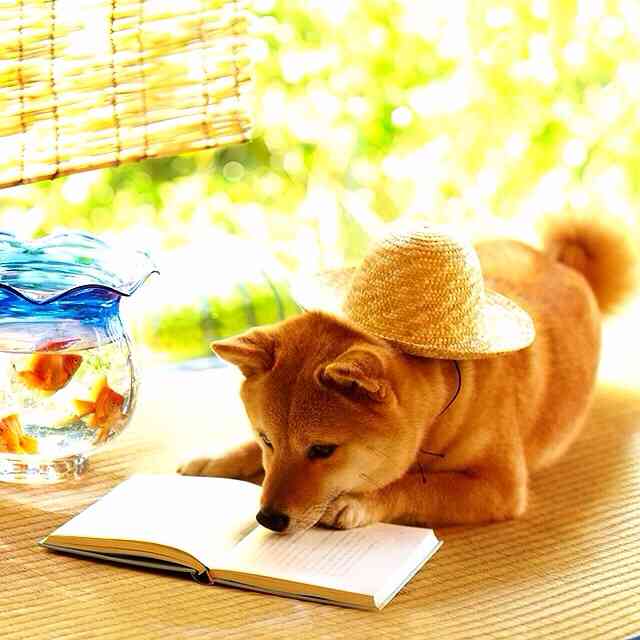 秋田犬と柴犬を交互に貼ろう！