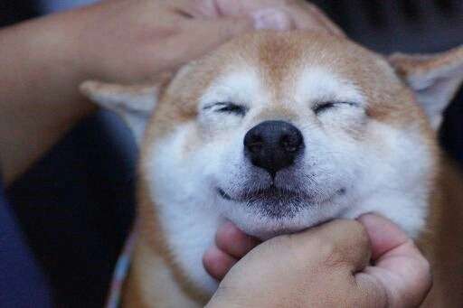 秋田犬と柴犬を交互に貼ろう！