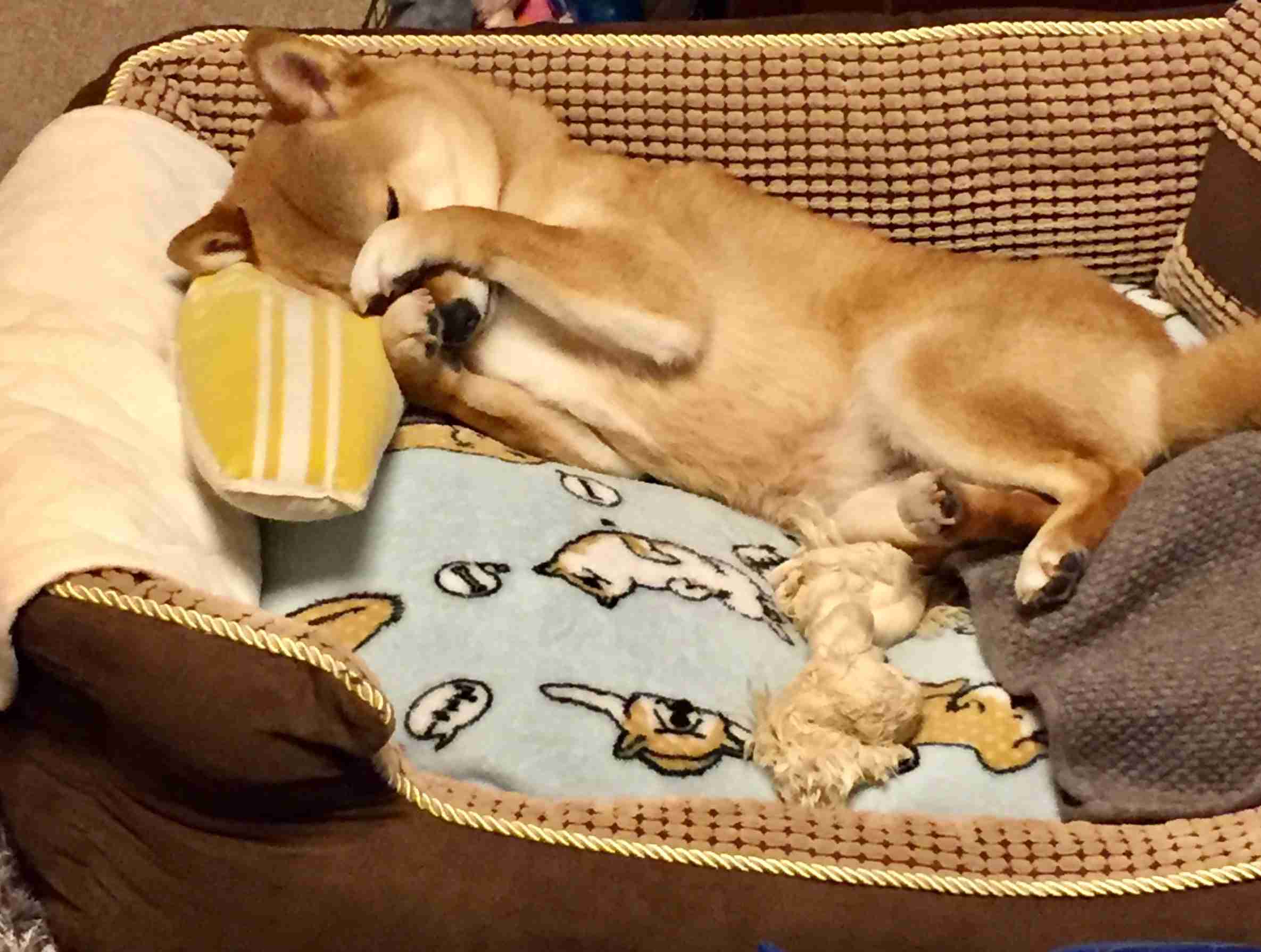 秋田犬と柴犬を交互に貼ろう！