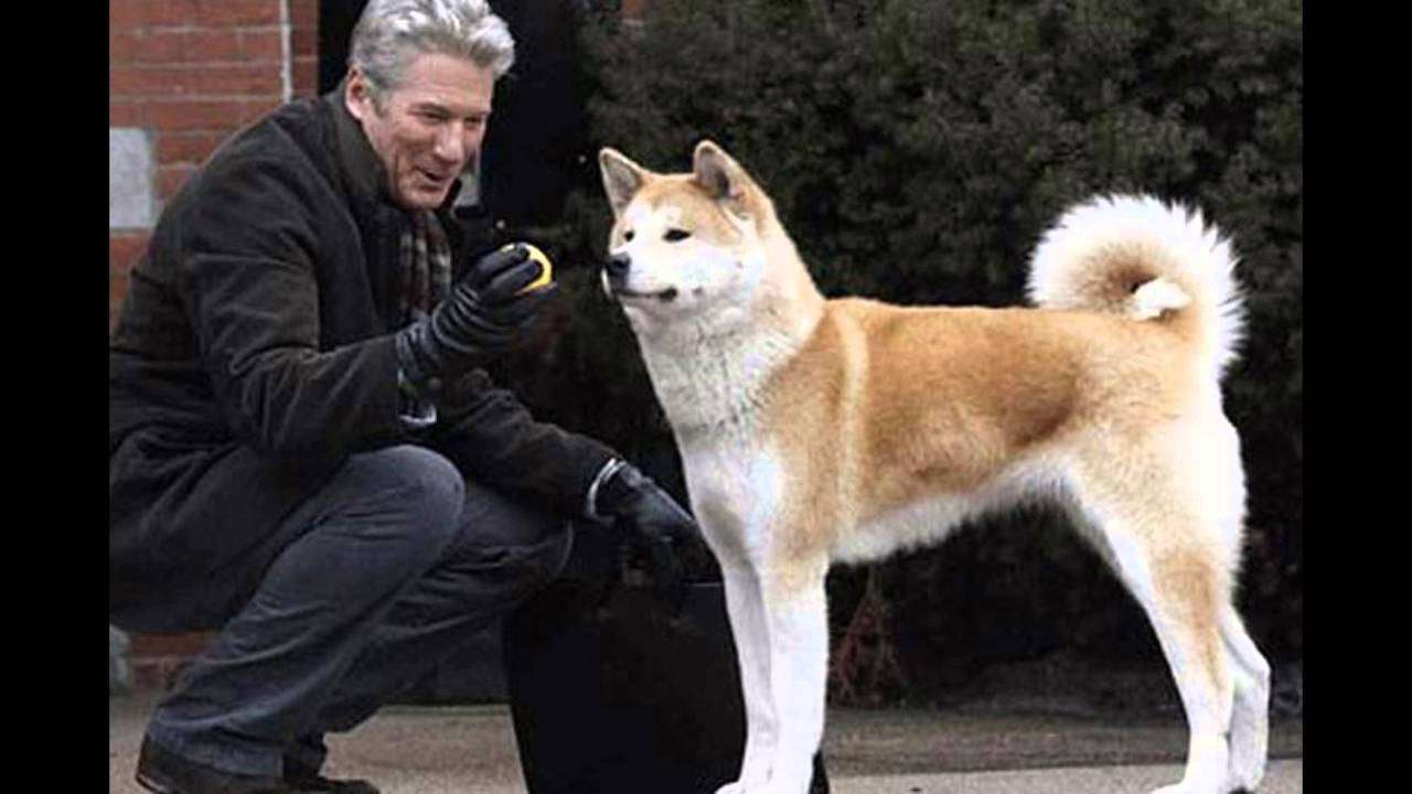 秋田犬と柴犬を交互に貼ろう！