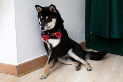 秋田犬と柴犬を交互に貼ろう！