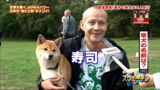 秋田犬と柴犬を交互に貼ろう！