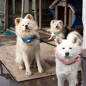 秋田犬と柴犬を交互に貼ろう！