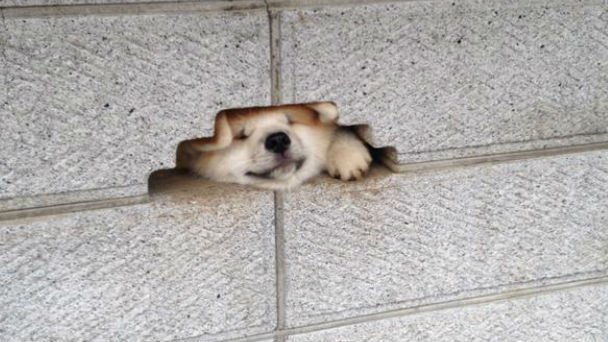 秋田犬と柴犬を交互に貼ろう！