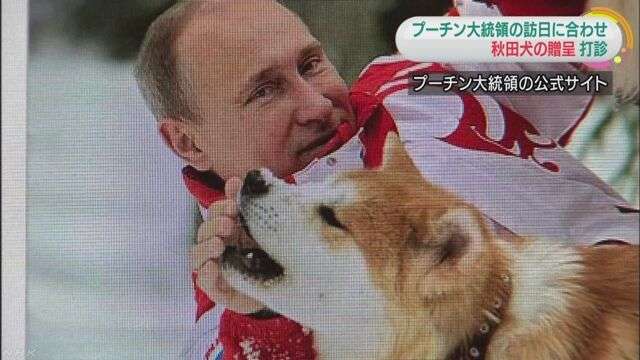 秋田犬と柴犬を交互に貼ろう！