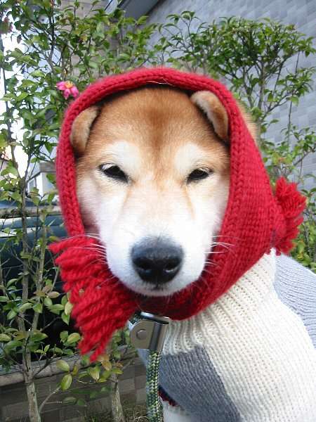 秋田犬と柴犬を交互に貼ろう！