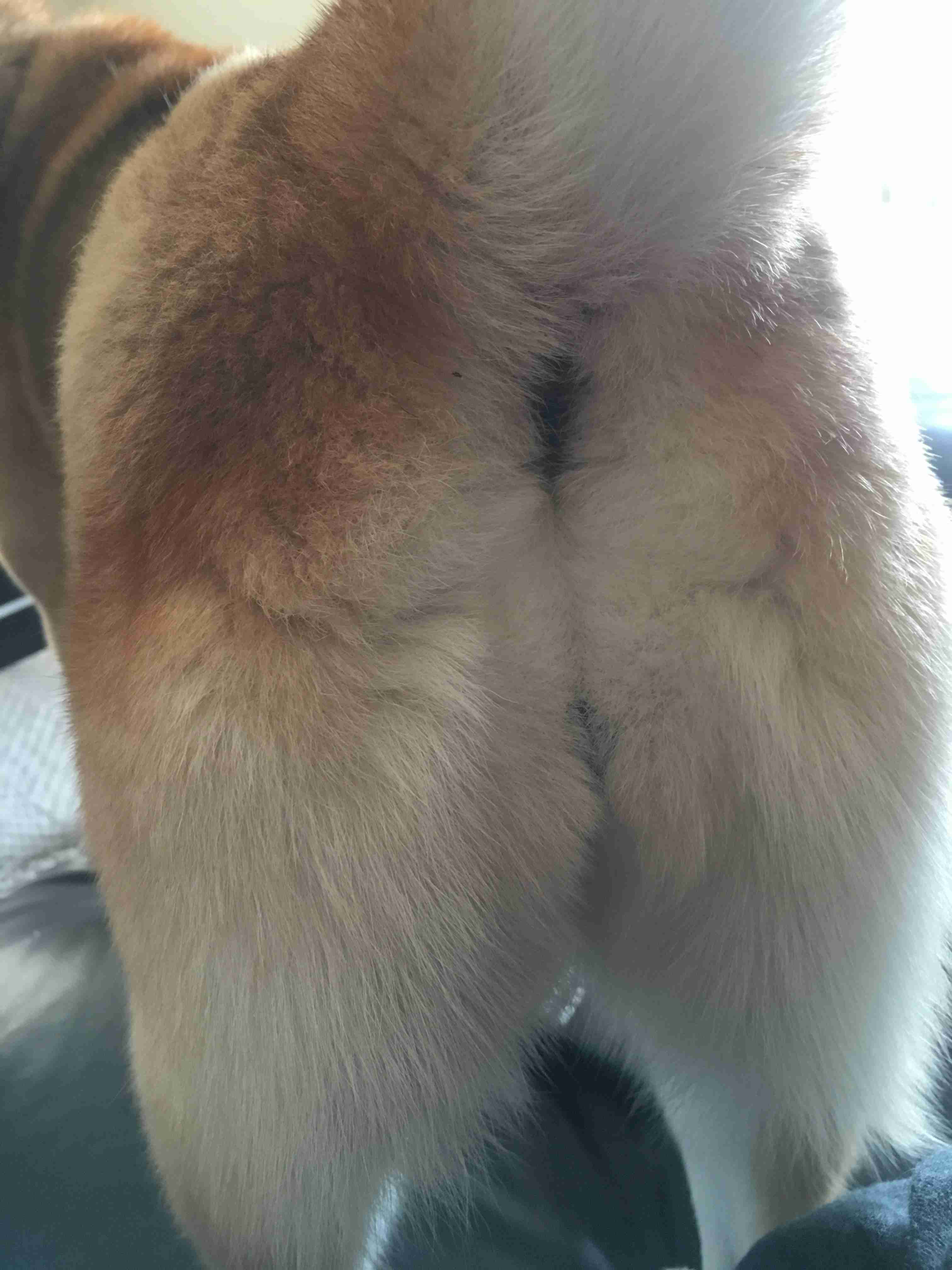 秋田犬と柴犬を交互に貼ろう！