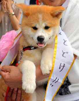 秋田犬と柴犬を交互に貼ろう！