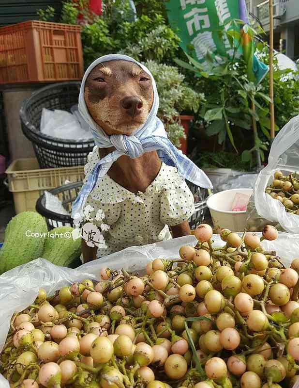 農家のお嫁さんいますかー？