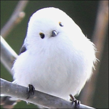 モト冬樹、スズメ飼育で都から違法通知届く 弱ったヒナを保護も「諦めるしか…」