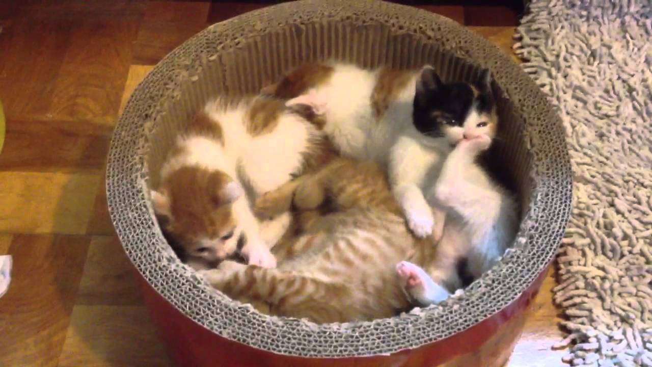 ひたすら猫鍋画像。