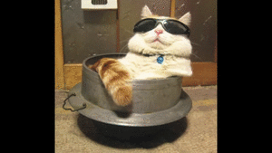 ひたすら猫鍋画像。