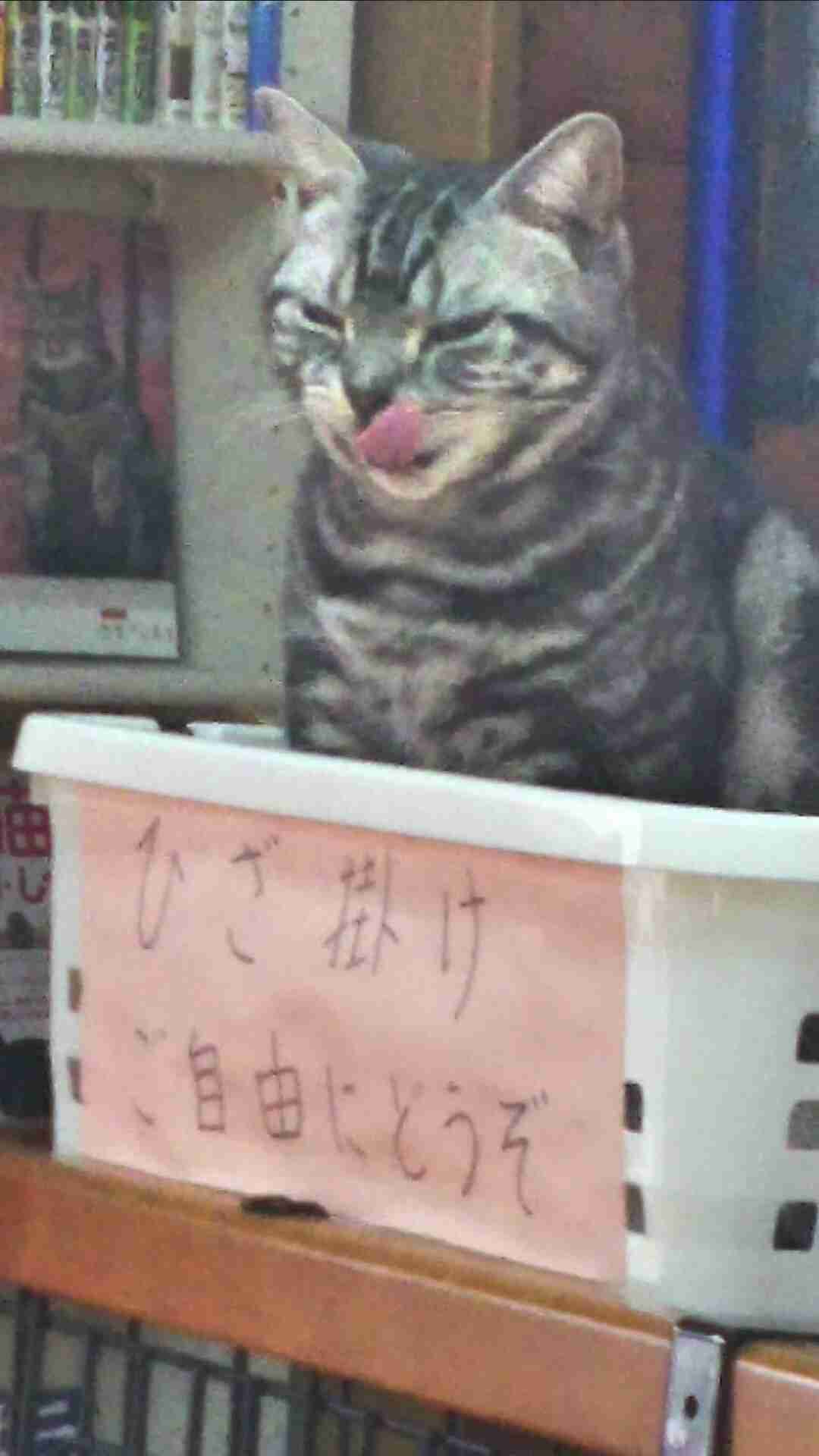 ひたすら猫鍋画像。