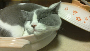 ひたすら猫鍋画像。