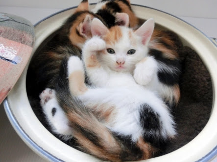 ひたすら猫鍋画像。