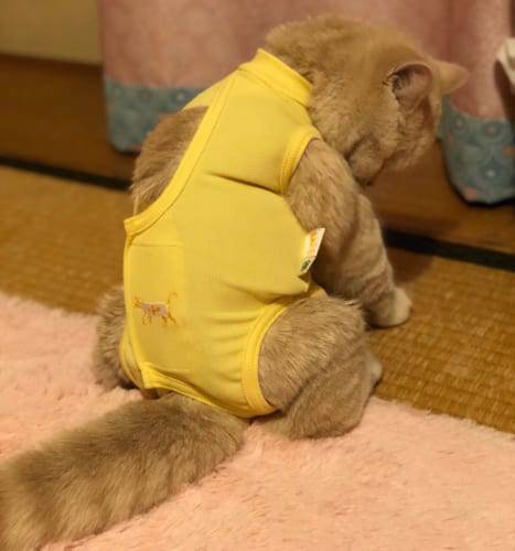 ひたすら猫鍋画像。