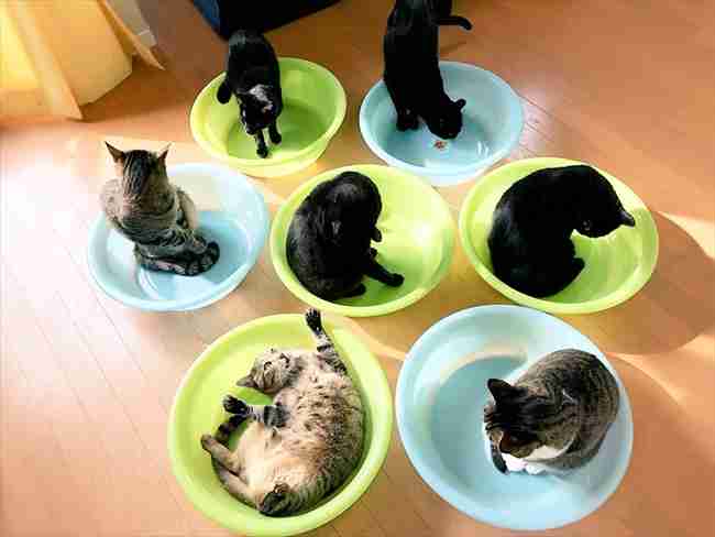 ひたすら猫鍋画像。