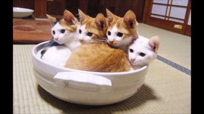 ひたすら猫鍋画像。