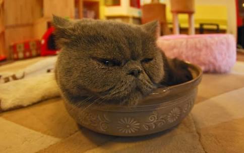 ひたすら猫鍋画像。