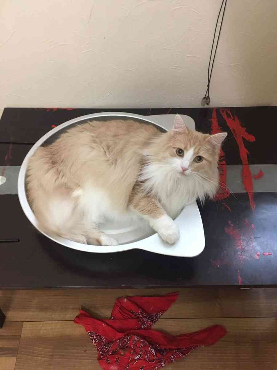 ひたすら猫鍋画像。