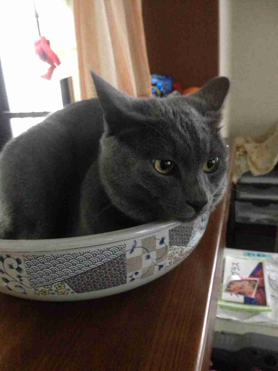 ひたすら猫鍋画像。