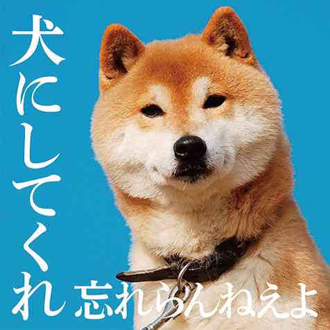 初めてペットを飼った感想