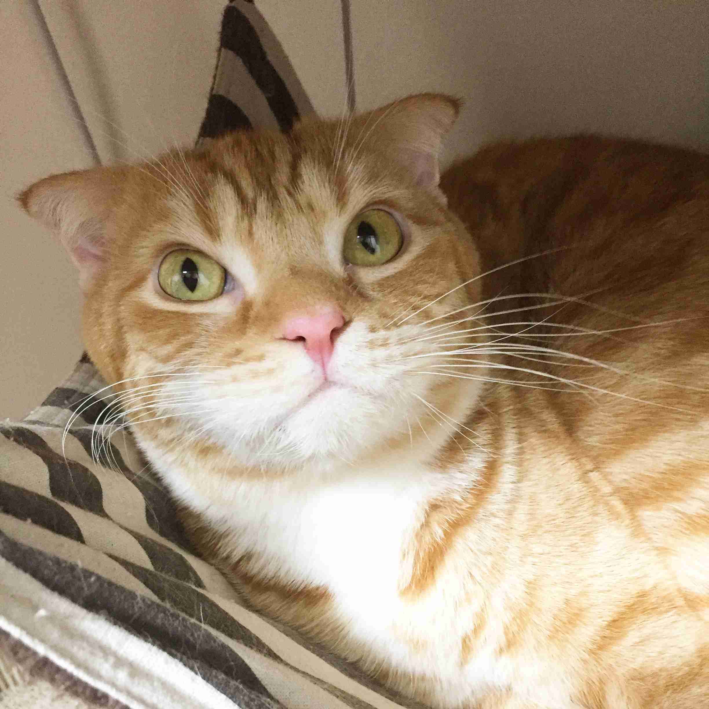 気の強そうな顔画像を貼るトピ