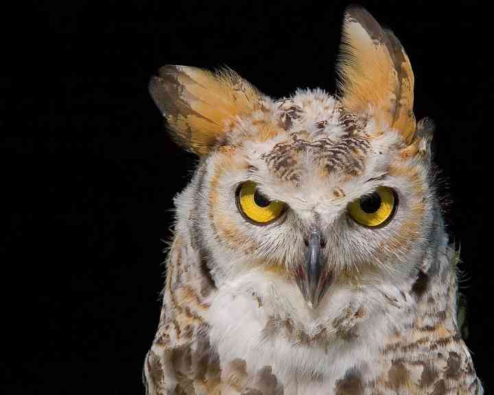 気の強そうな顔画像を貼るトピ