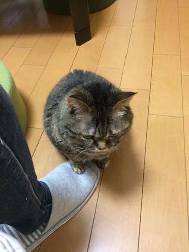 気の強そうな顔画像を貼るトピ