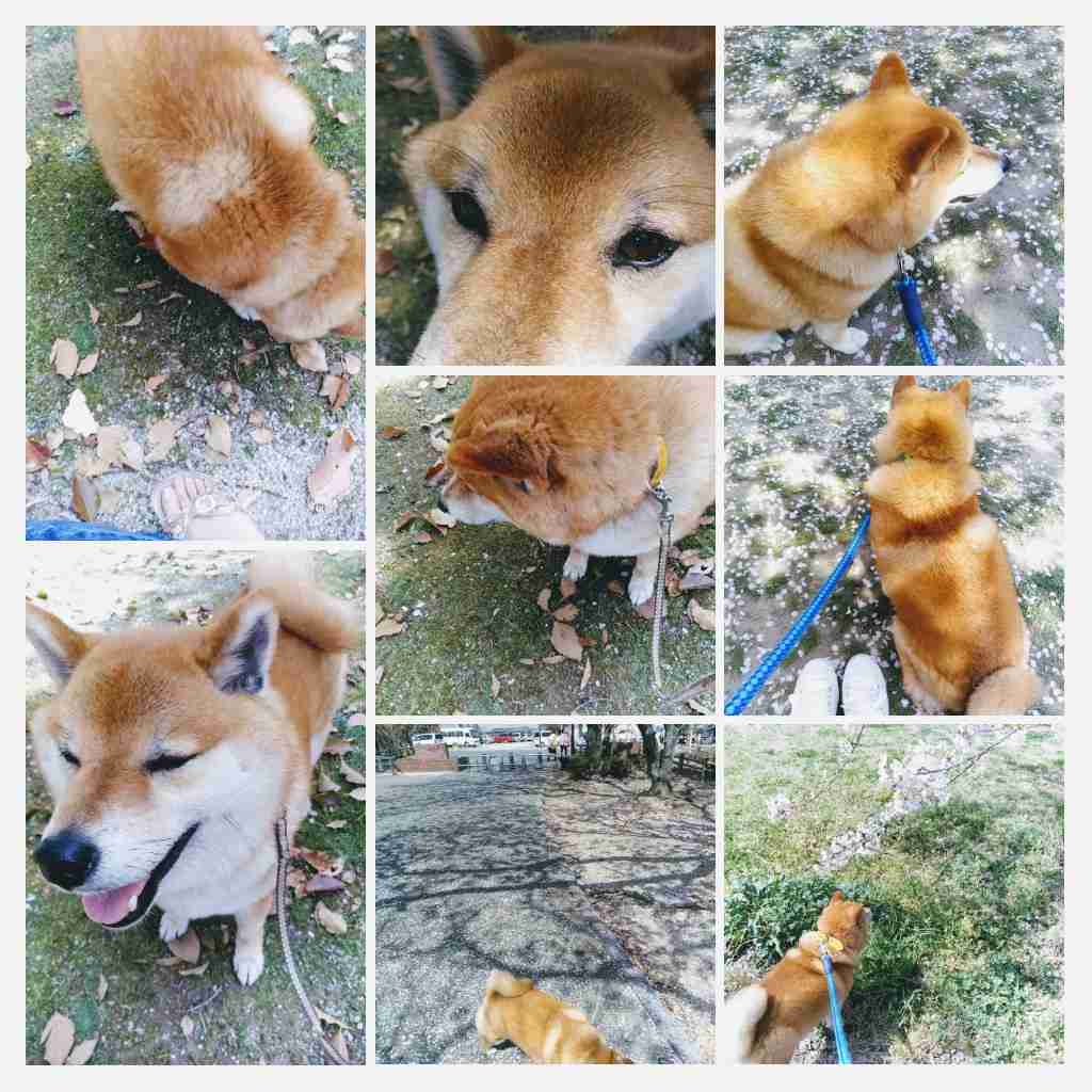 ペットの写真の撮り方を教えてください