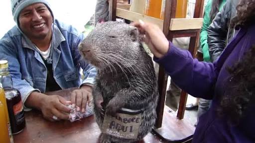 目の保養の画像