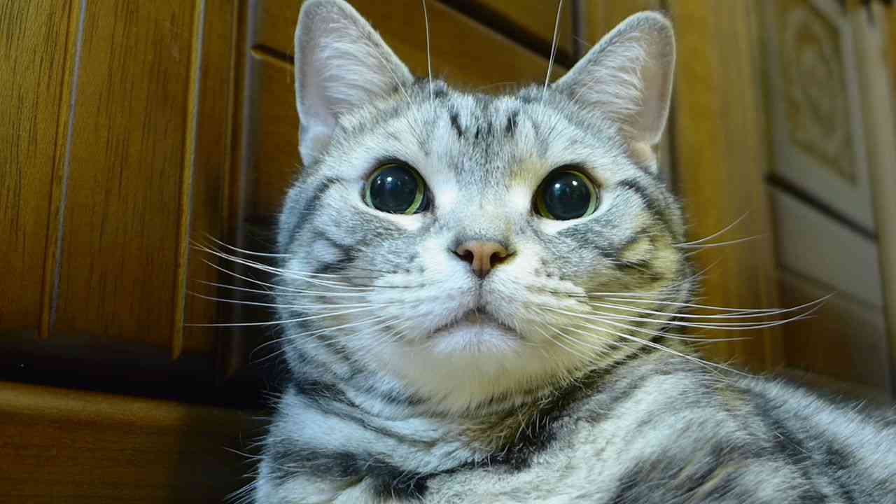目の保養の画像
