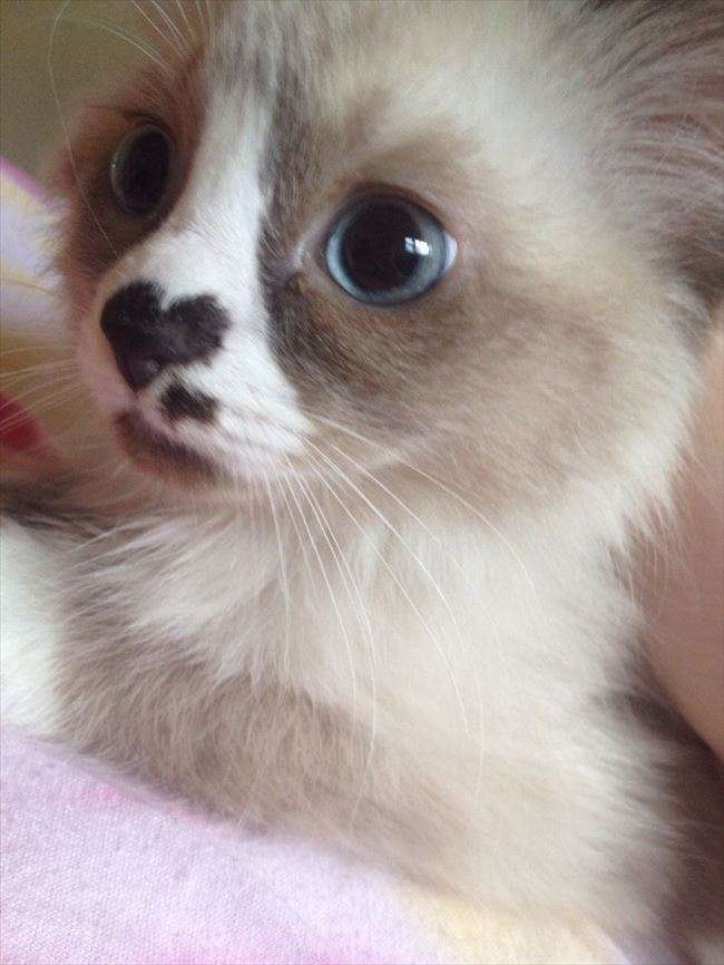 目の保養の画像