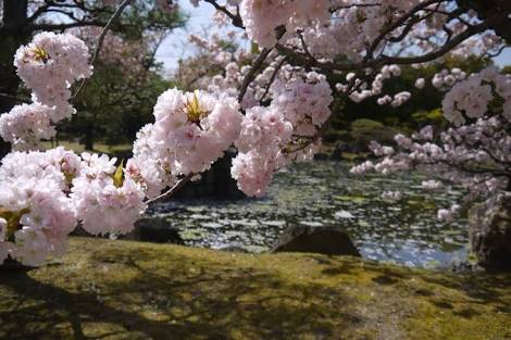 目の保養の画像