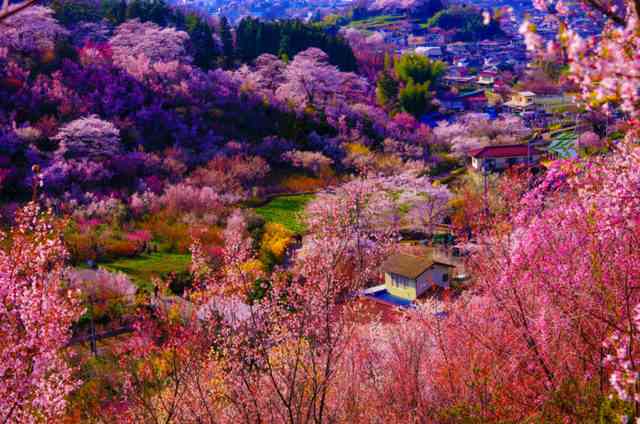 目の保養の画像