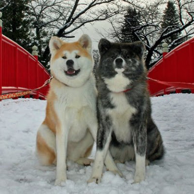 目の保養の画像