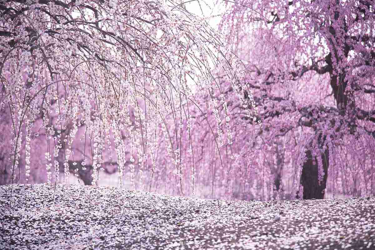 目の保養の画像