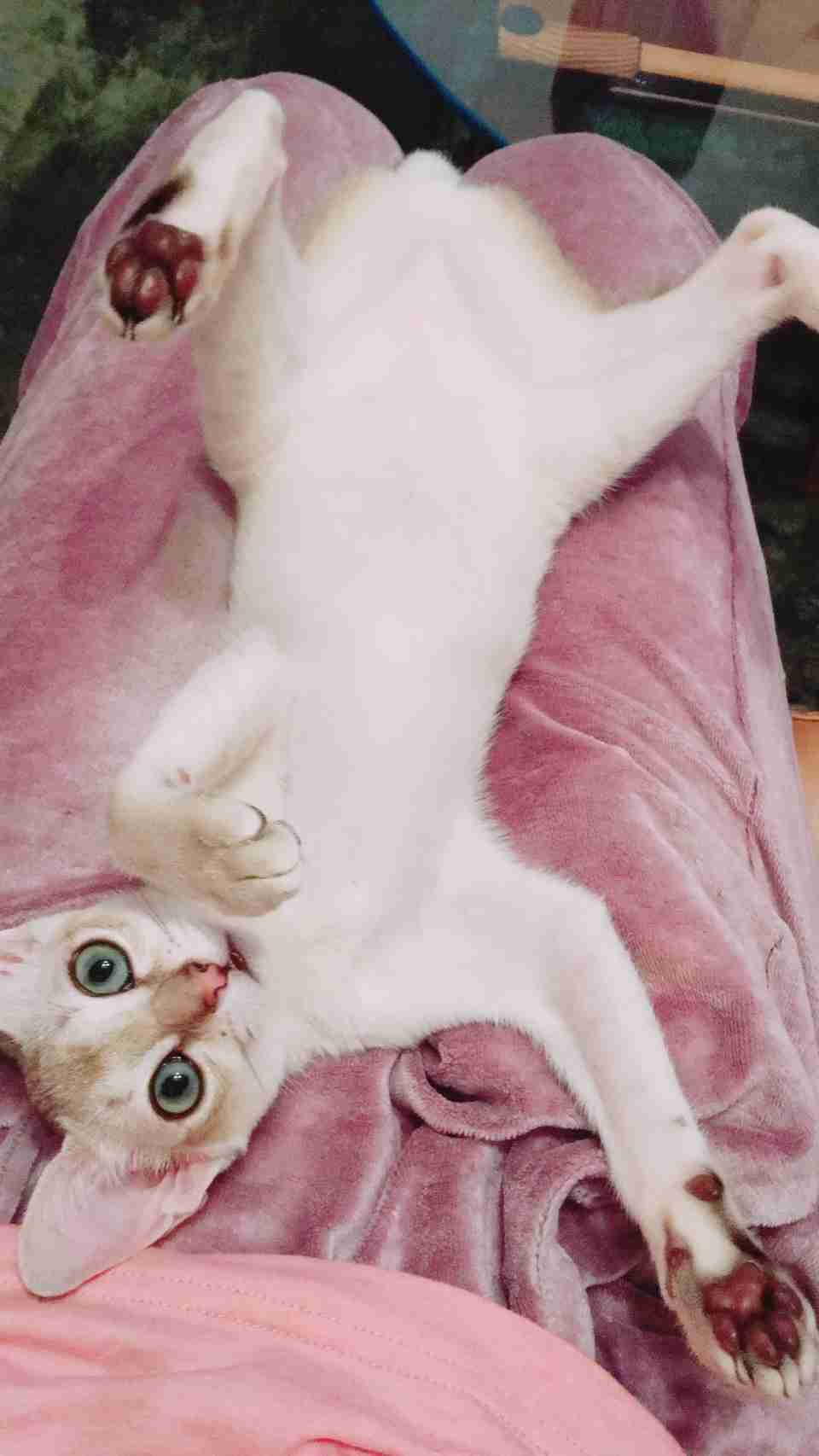 目の保養の画像