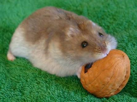 目の保養の画像
