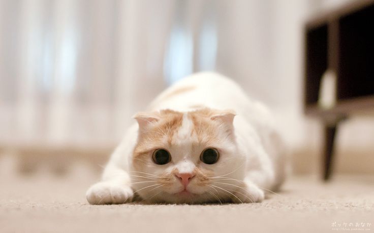 目の保養の画像