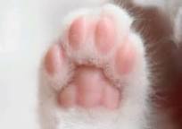 目の保養の画像