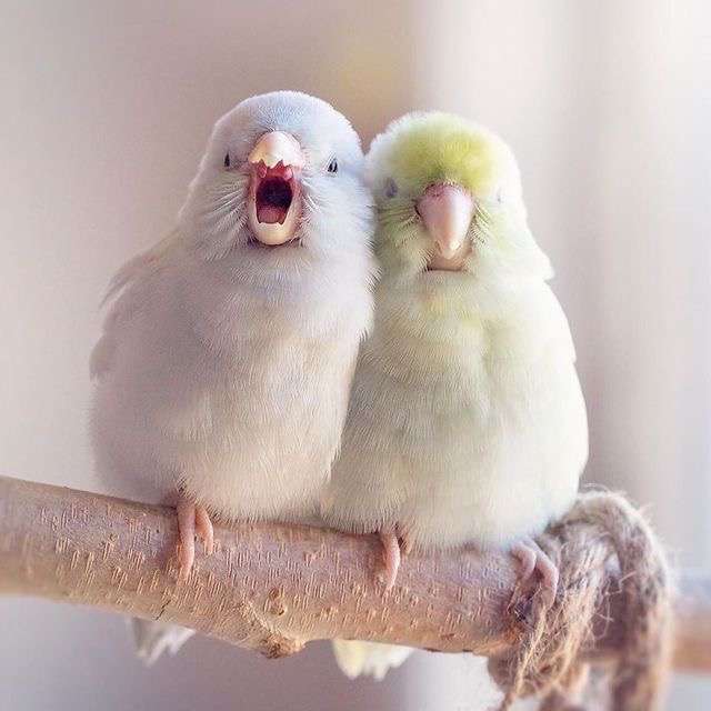 目の保養の画像