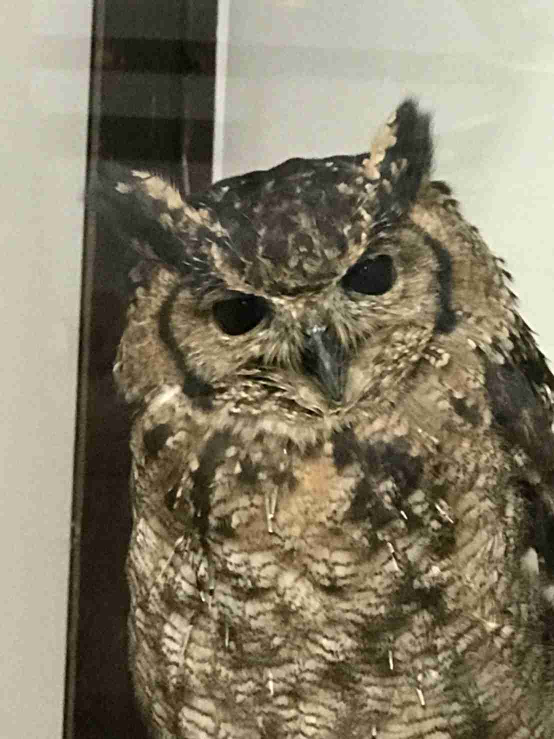 1番好きな動物は何ですか?