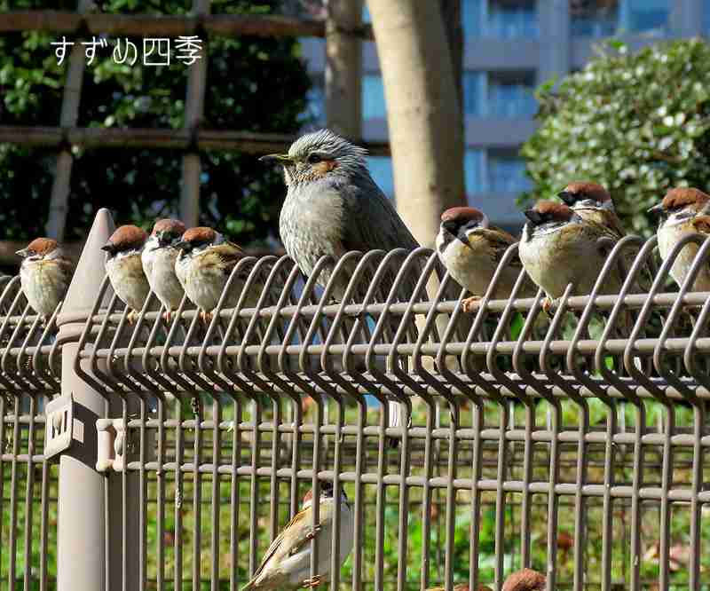 欅坂46「紅白昏倒メンバー」地元でお泊まりデート撮