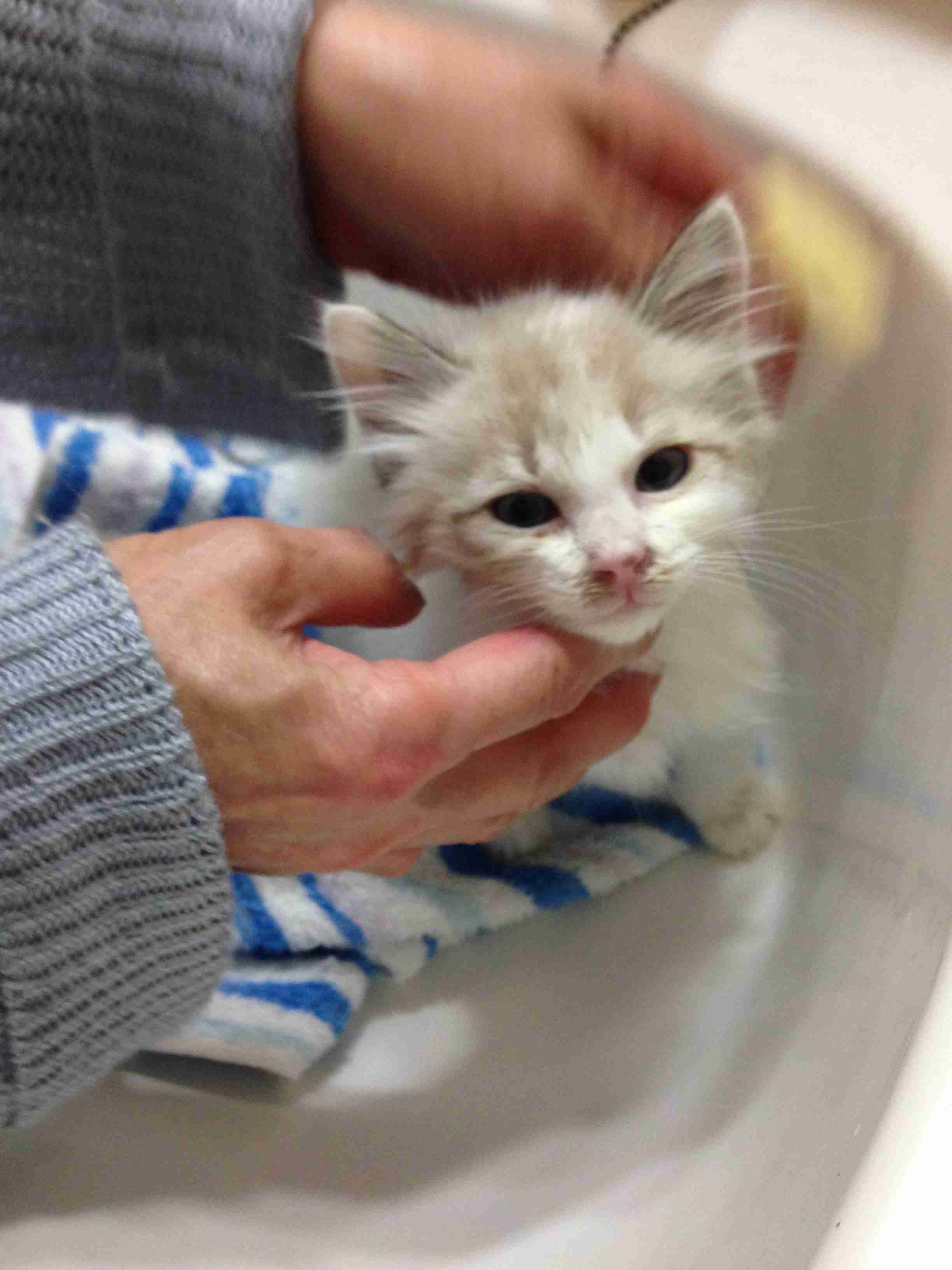 こいつに決めた!保護施設にいた猫氏、ロックオンした人物に猛アピール。その結果家族として迎え入れられる