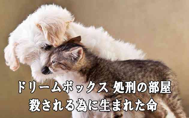 こいつに決めた!保護施設にいた猫氏、ロックオンした人物に猛アピール。その結果家族として迎え入れられる