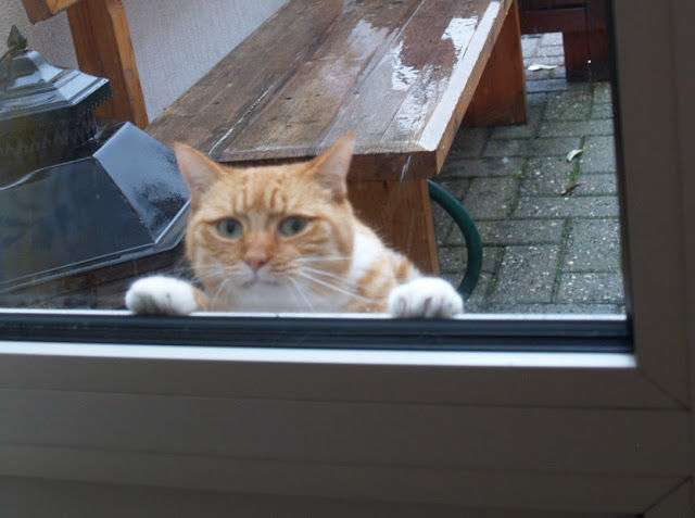 こいつに決めた!保護施設にいた猫氏、ロックオンした人物に猛アピール。その結果家族として迎え入れられる