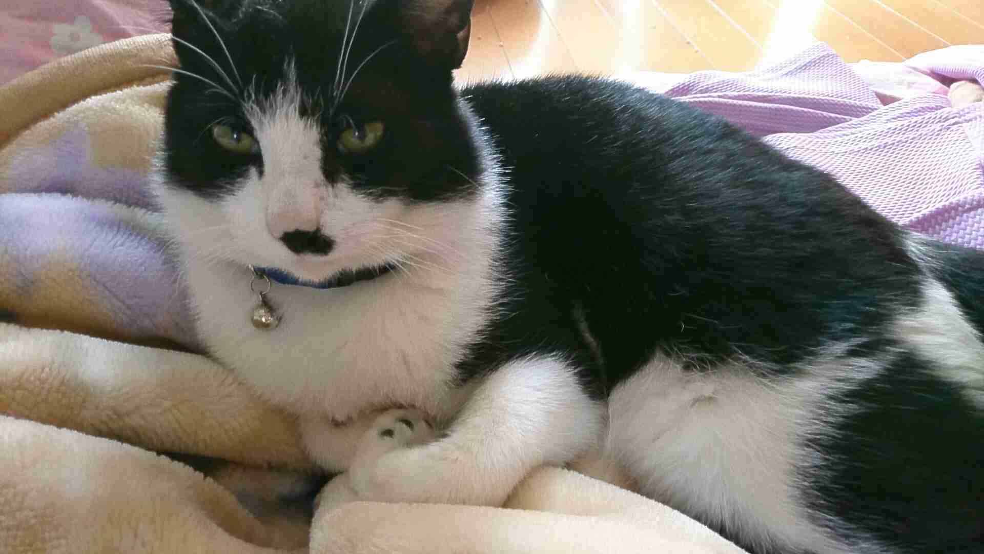 猫と犬の画像を交互に貼っていくトピ