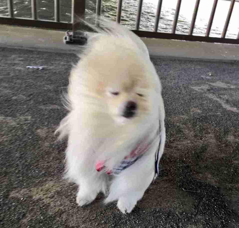 猫と犬の画像を交互に貼っていくトピ