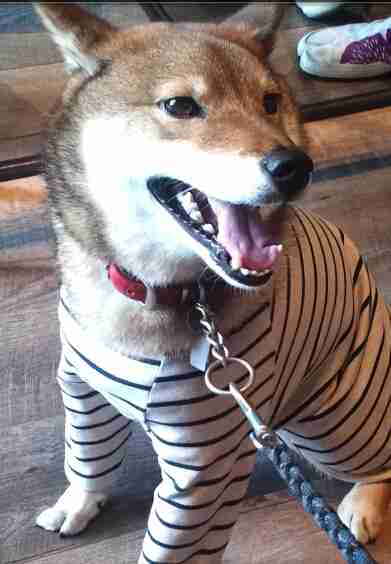 猫と犬の画像を交互に貼っていくトピ